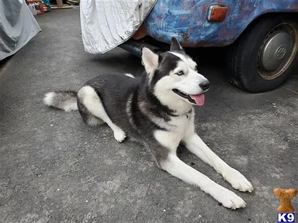 Siberian Husky stud dog