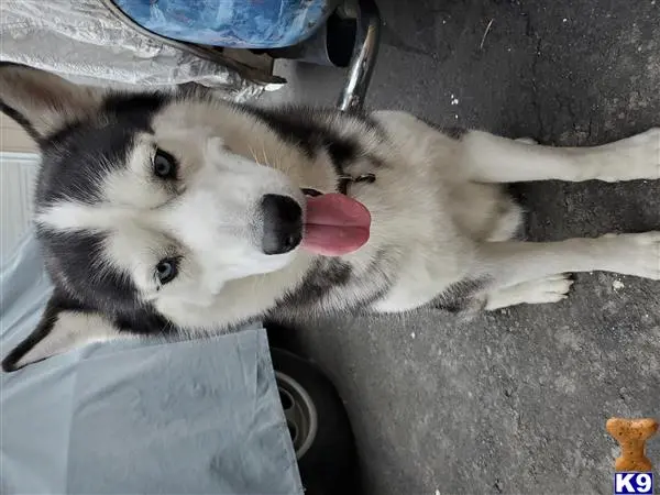 Siberian Husky stud dog