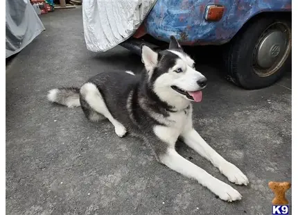 Siberian Husky