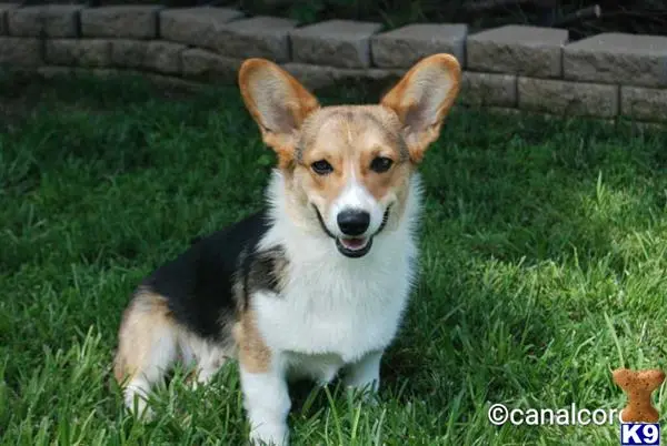 Pembroke Welsh Corgi