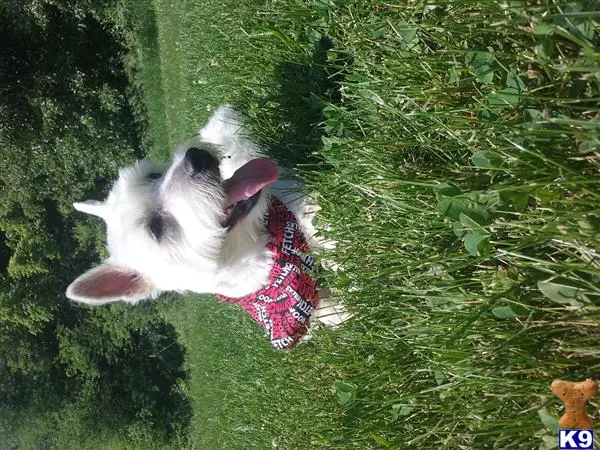 West Highland White Terrier