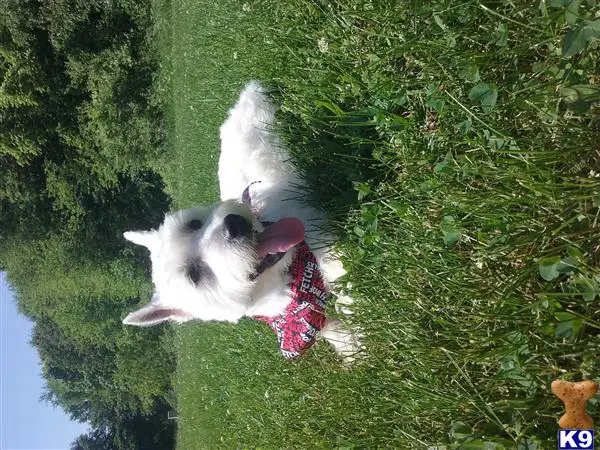 West Highland White Terrier stud dog