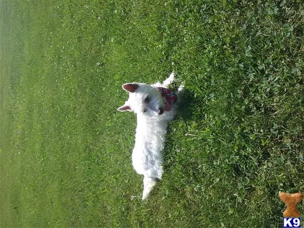 West Highland White Terrier stud dog
