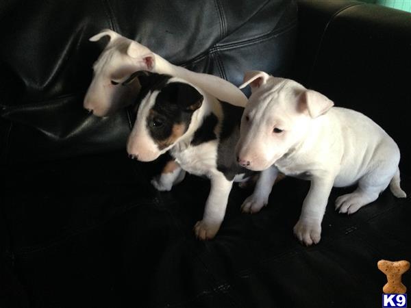 bull terrier puppy posted by lvbullterriers