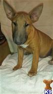 bull terrier puppy posted by lvbullterriers