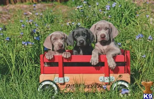 Weimaraner