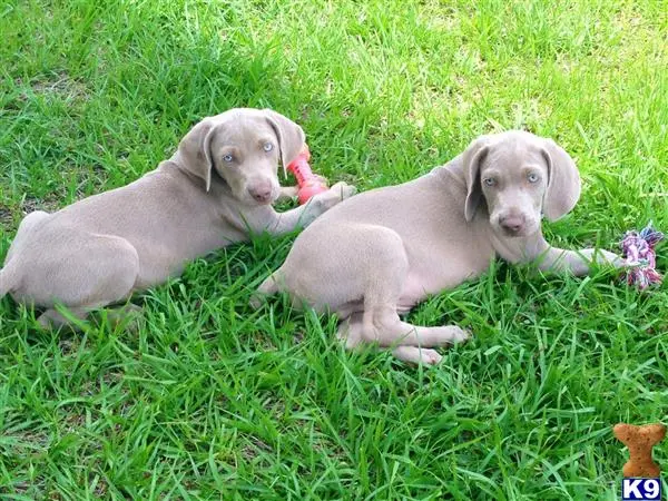 Weimaraner