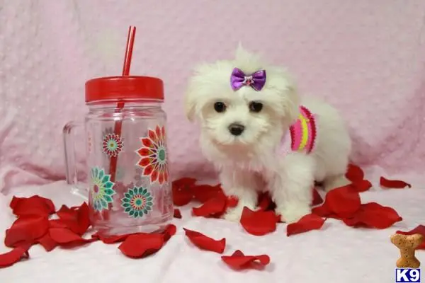 Maltese puppy for sale