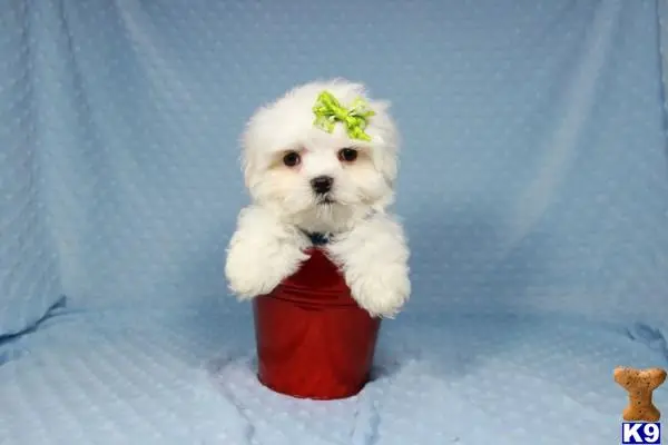 Maltese puppy for sale