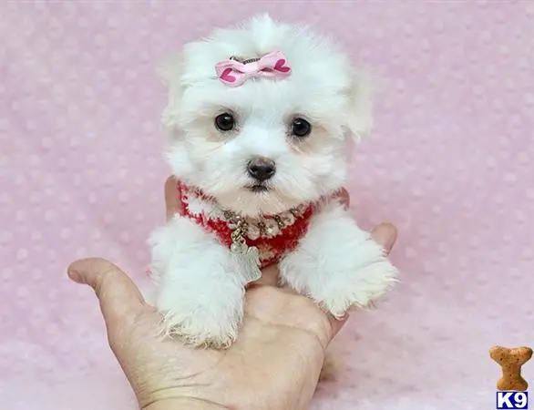 Maltese