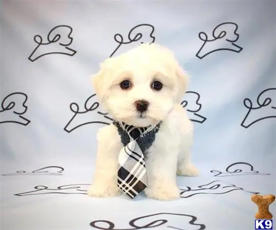 Maltese puppy for sale