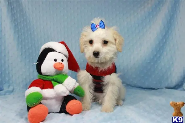 Maltese puppy for sale