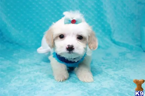 Maltese puppy for sale