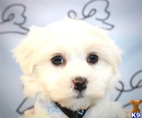 Maltese puppy for sale