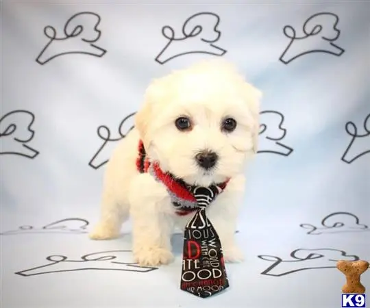 Maltese puppy for sale