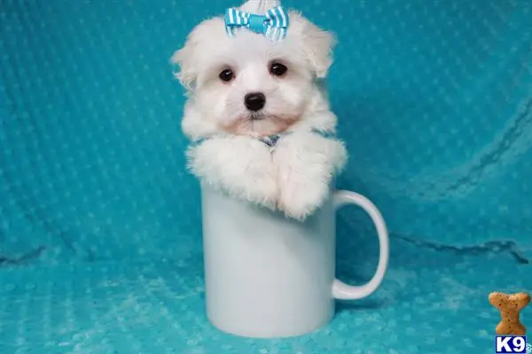 Maltipoo