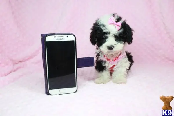 Maltipoo