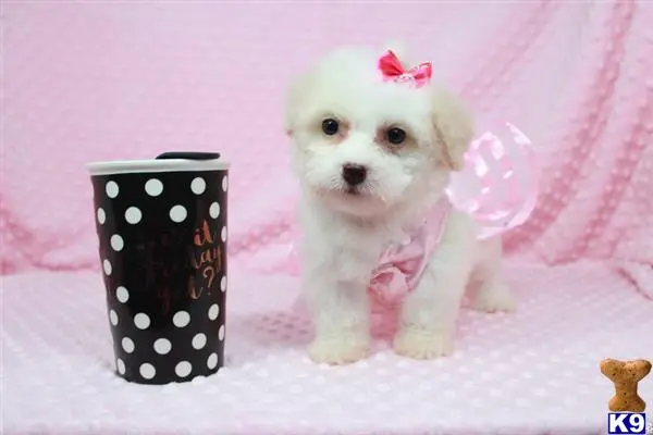 Maltipoo