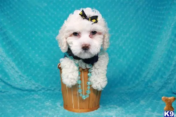 Maltipoo puppy for sale