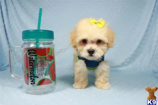 Maltipoo