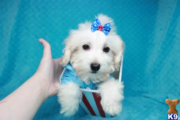 Maltipoo