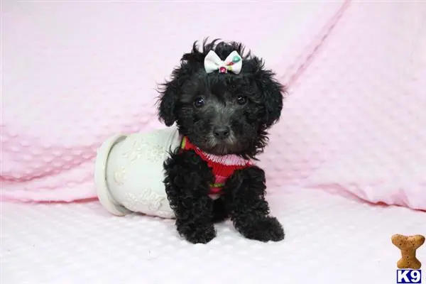 Maltipoo