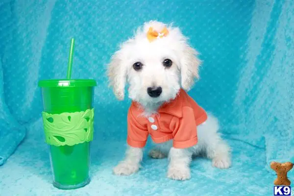 Maltipoo