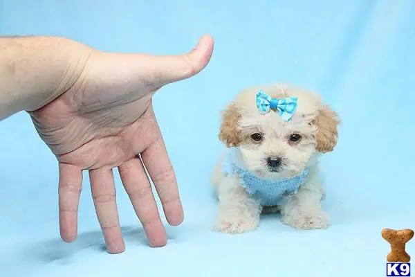 Maltipoo