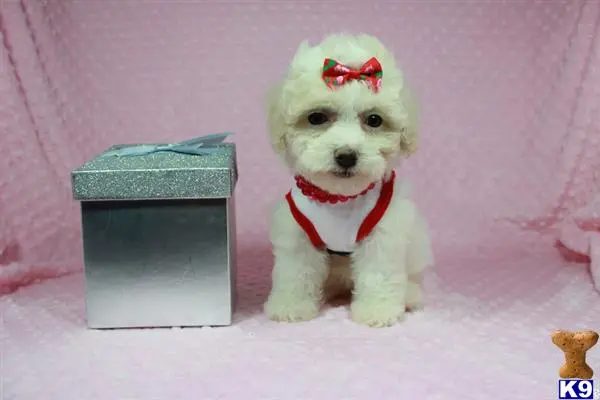 Maltipoo puppy for sale