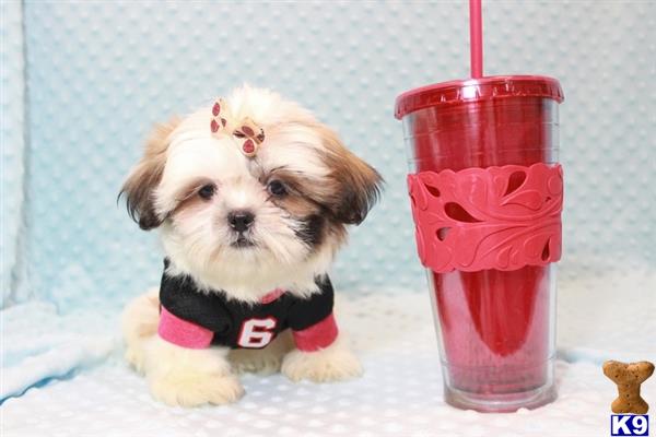 shih tzu las vegas shih tzu puppy for sale adorable shih tzu puppies for sale in las vegas 4 months shih tzu las vegas shih tzu puppy for sale adorable shih tzu puppies for sale in las vegas 4 months