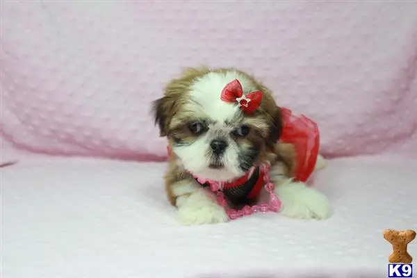 Shih Tzu