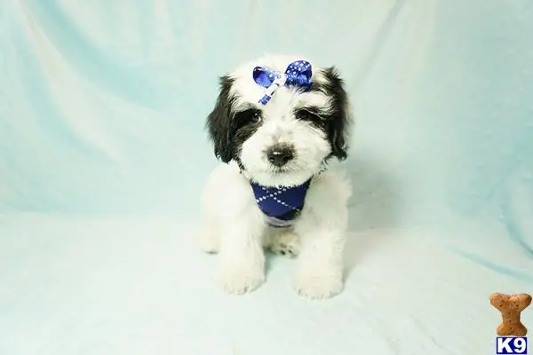 Shih Tzu