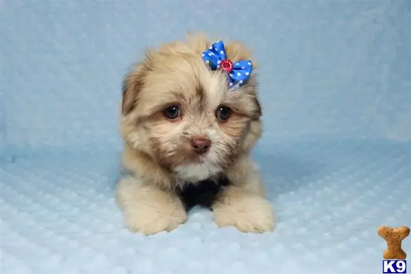 Shih Tzu