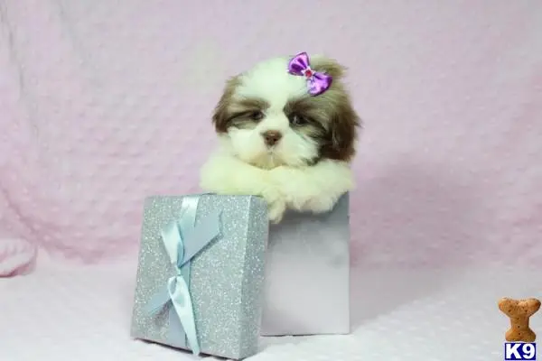 Shih Tzu