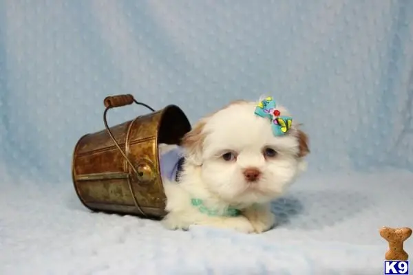 Shih Tzu