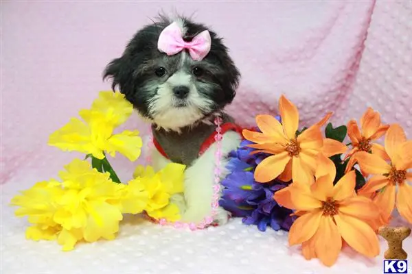 Shih Tzu