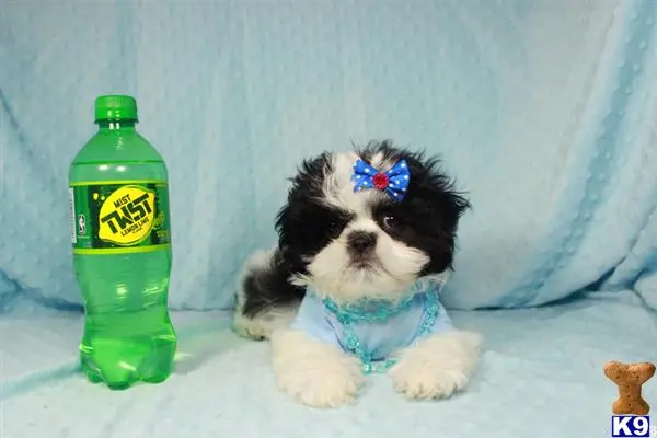 Shih Tzu