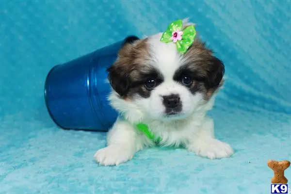 Shih Tzu