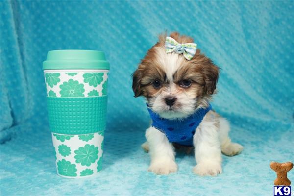 a small shih tzu dog wearing a bow tie