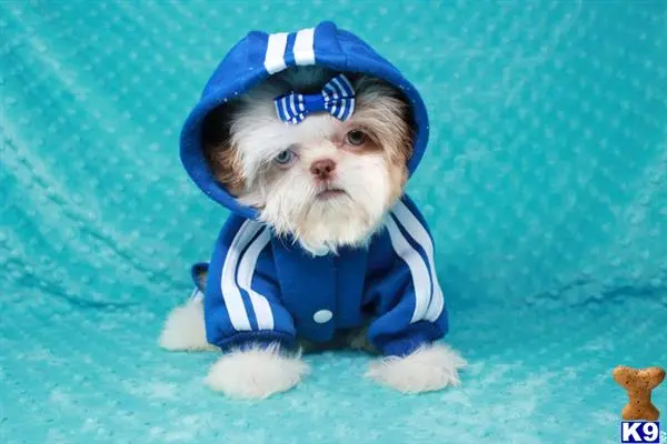 Shih Tzu