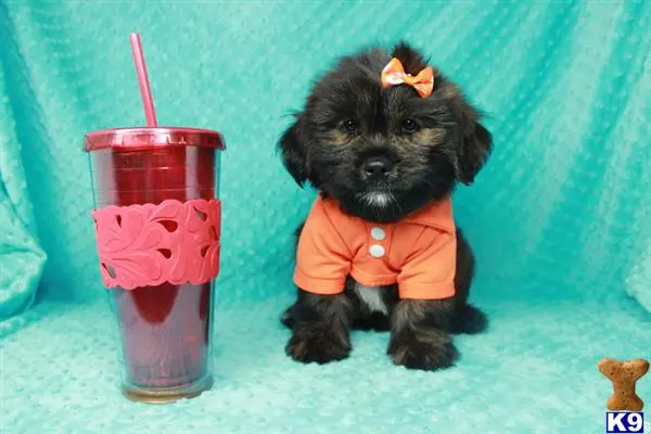 Shih Tzu