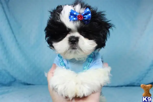 Shih Tzu