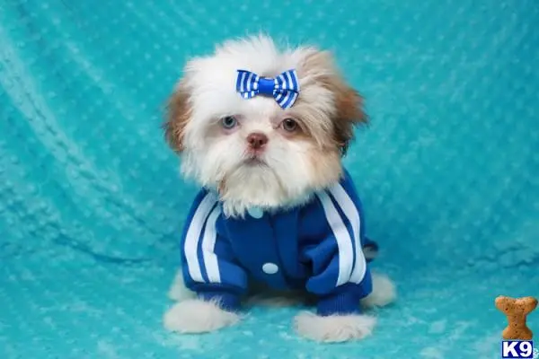 Shih Tzu