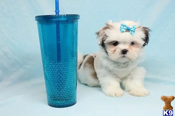 Shih Tzu