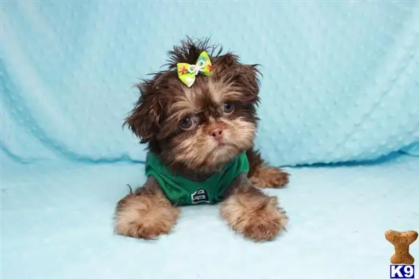 Shih Tzu