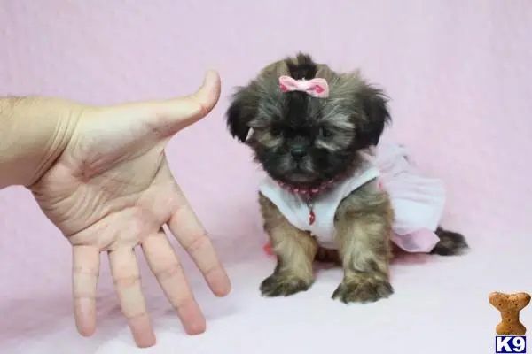 Shih Tzu puppy for sale