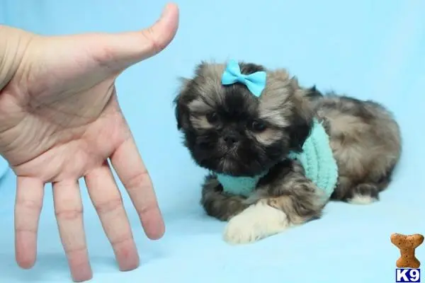 Shih Tzu