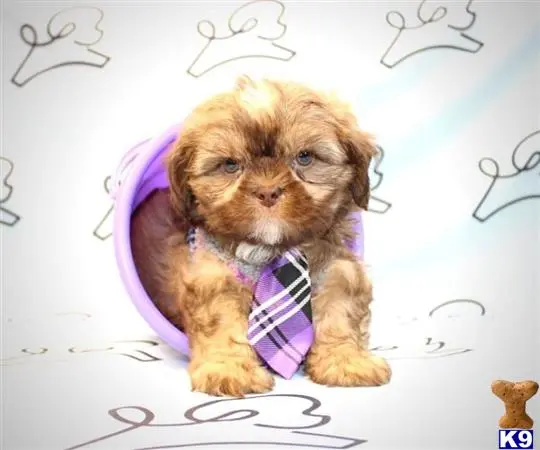 Shih Tzu puppy for sale