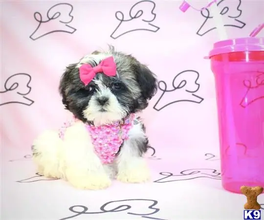 Shih Tzu puppy for sale