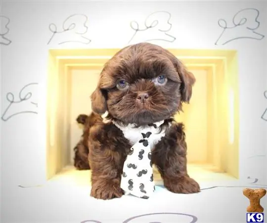 Shih Tzu puppy for sale